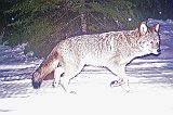 Coyote_010211_0545hrs